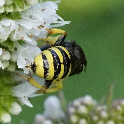 Lestica clypeata